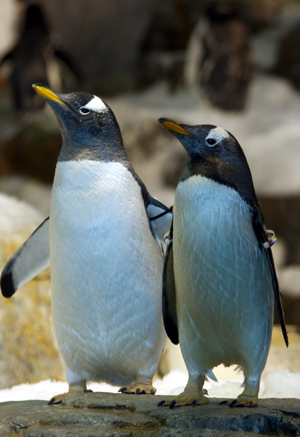 sw penguin spotlight